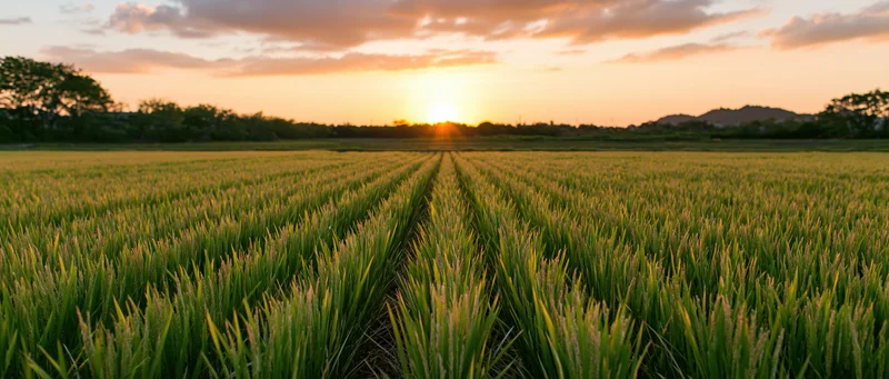 Rows of rice plants in a vast paddy field at sunset