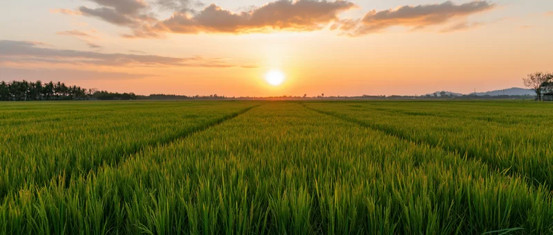 Vast green rice paddy field stretching to the horizon at sunset