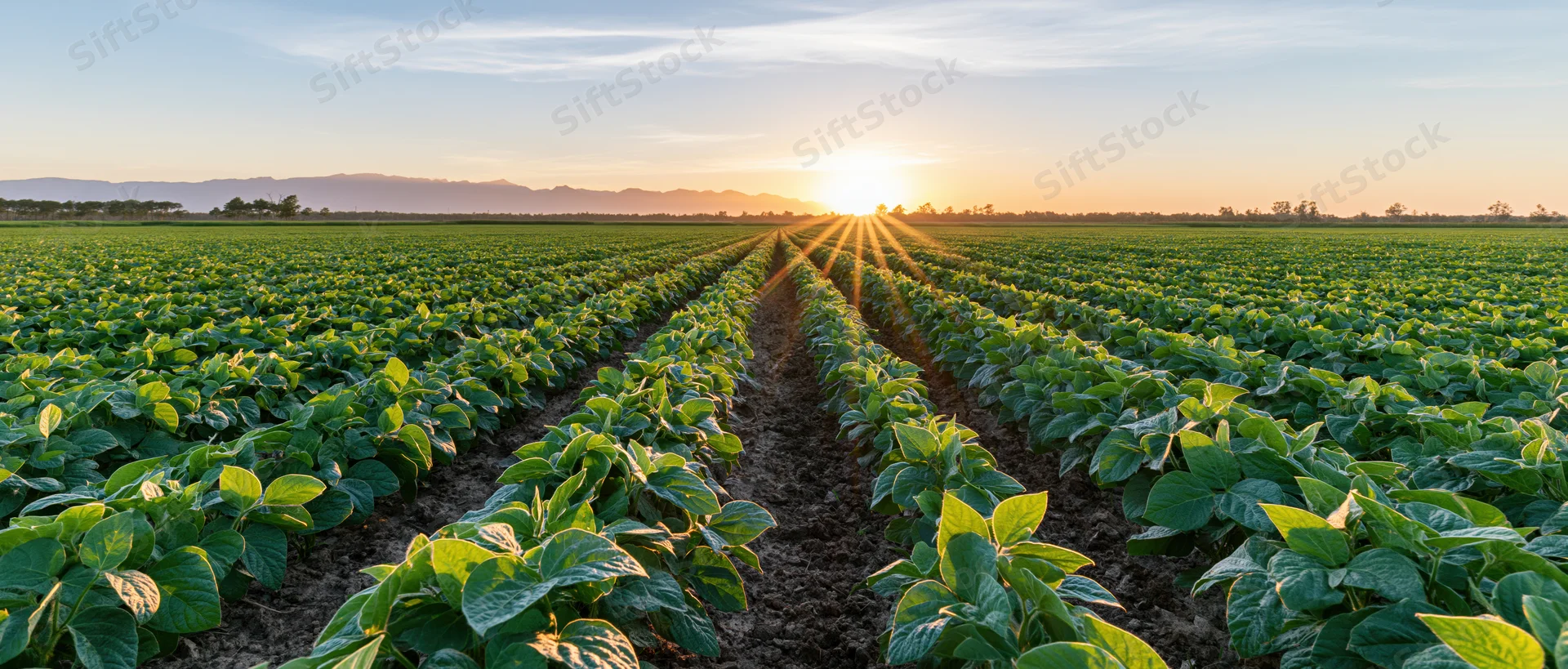 Soybean plants growing in neat rows across a vast field at sunset