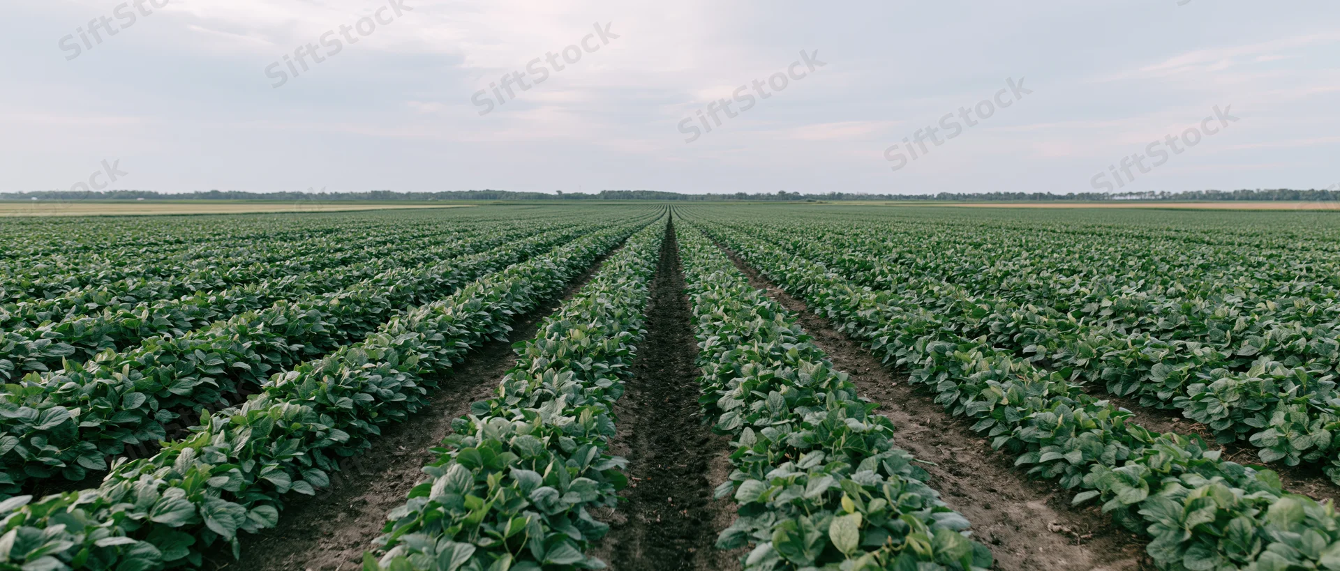Rows of soybean plants stretching toward the horizon in a vast open field