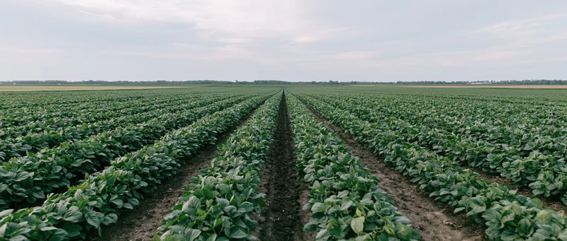 Rows of soybean plants stretching toward the horizon in a vast open field