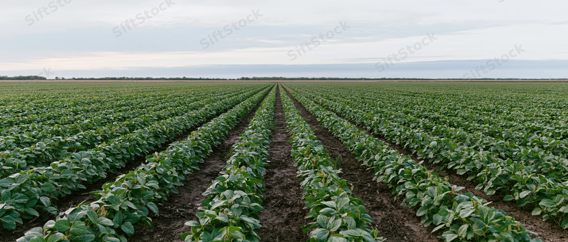 Rows of soybean plants growing in a vast field under an overcast sky