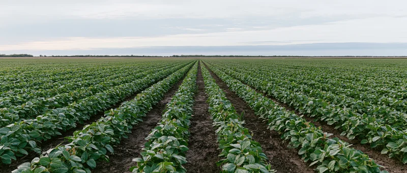 Rows of soybean plants growing in a vast field under an overcast sky
