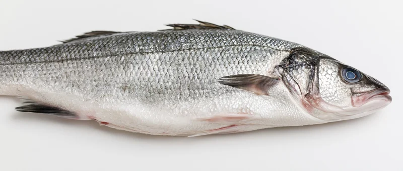 Whole fresh sea bass lying on its side isolated on white background