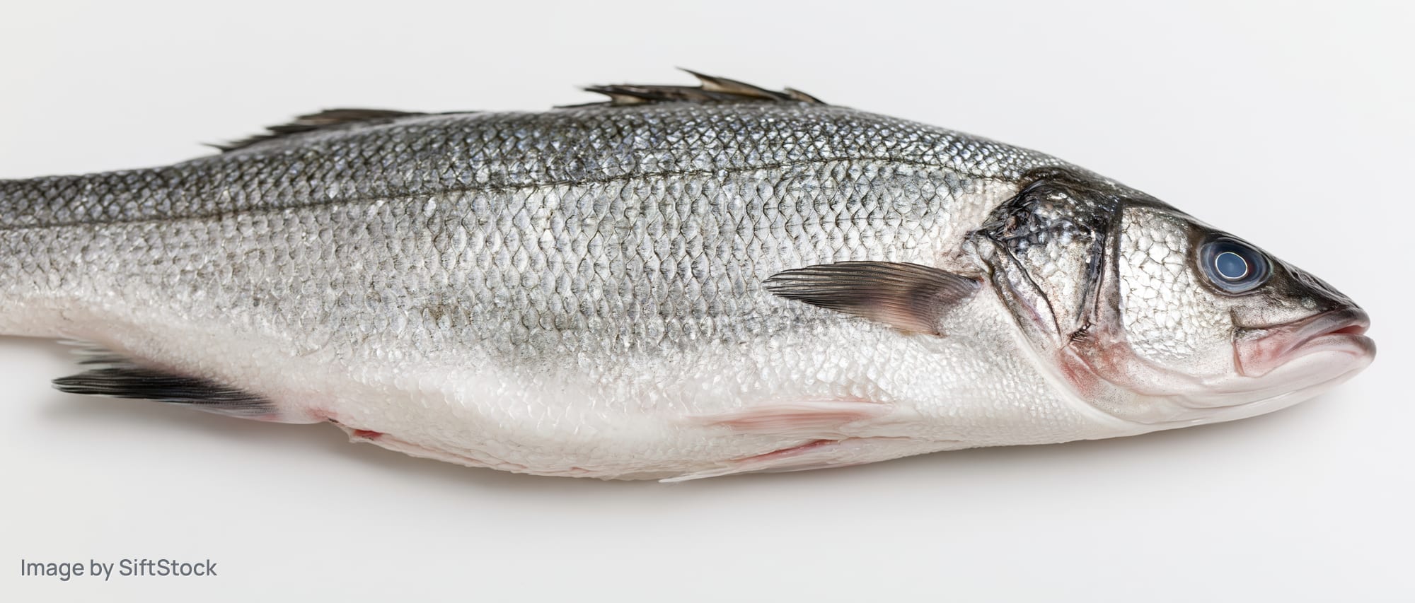 Whole fresh sea bass lying on its side isolated on white background