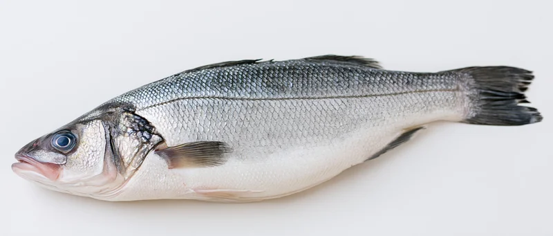 Whole fresh sea bass lying on its side on a white background