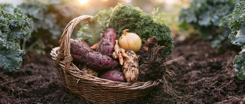 Wicker basket filled with freshly harvested sweet potatoes, onions, carrots, and kale resting in garden soil