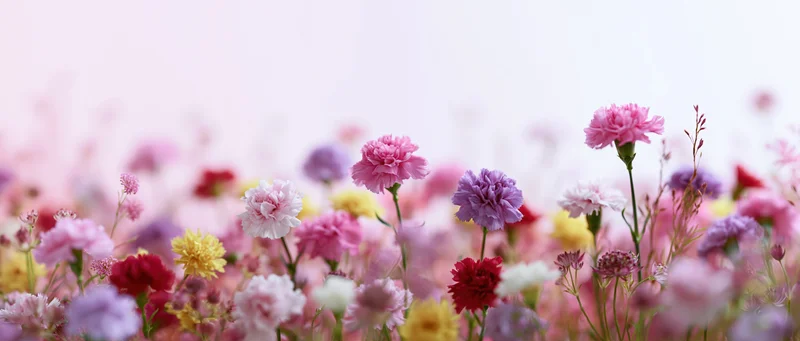 Mixed carnations and wildflowers blooming in a garden field with soft focus background