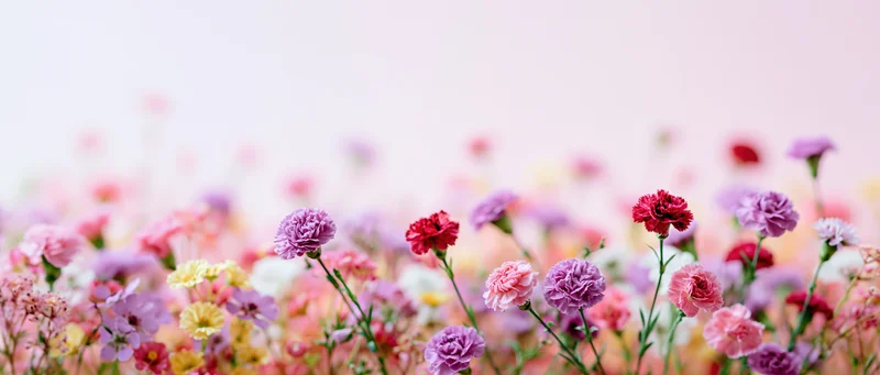 Mixed carnations and wildflowers blooming in a soft pastel field with copyspace above
