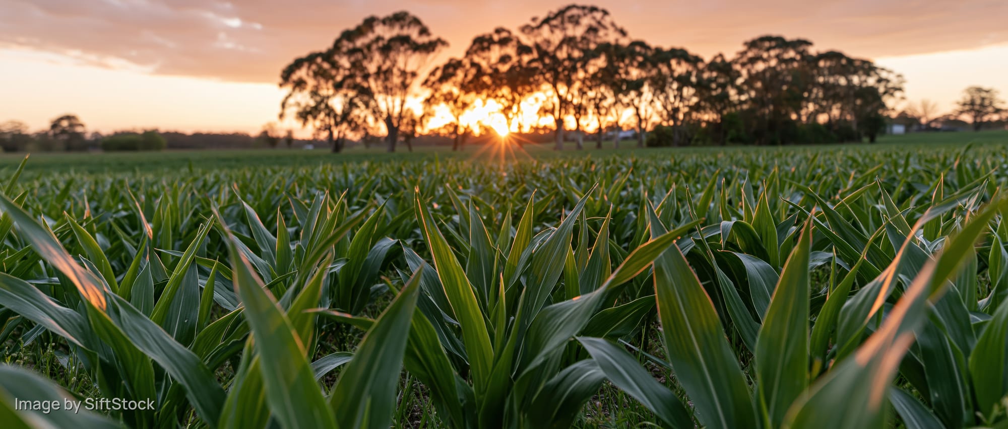 Young corn plants growing in a field at sunset with trees on the horizon