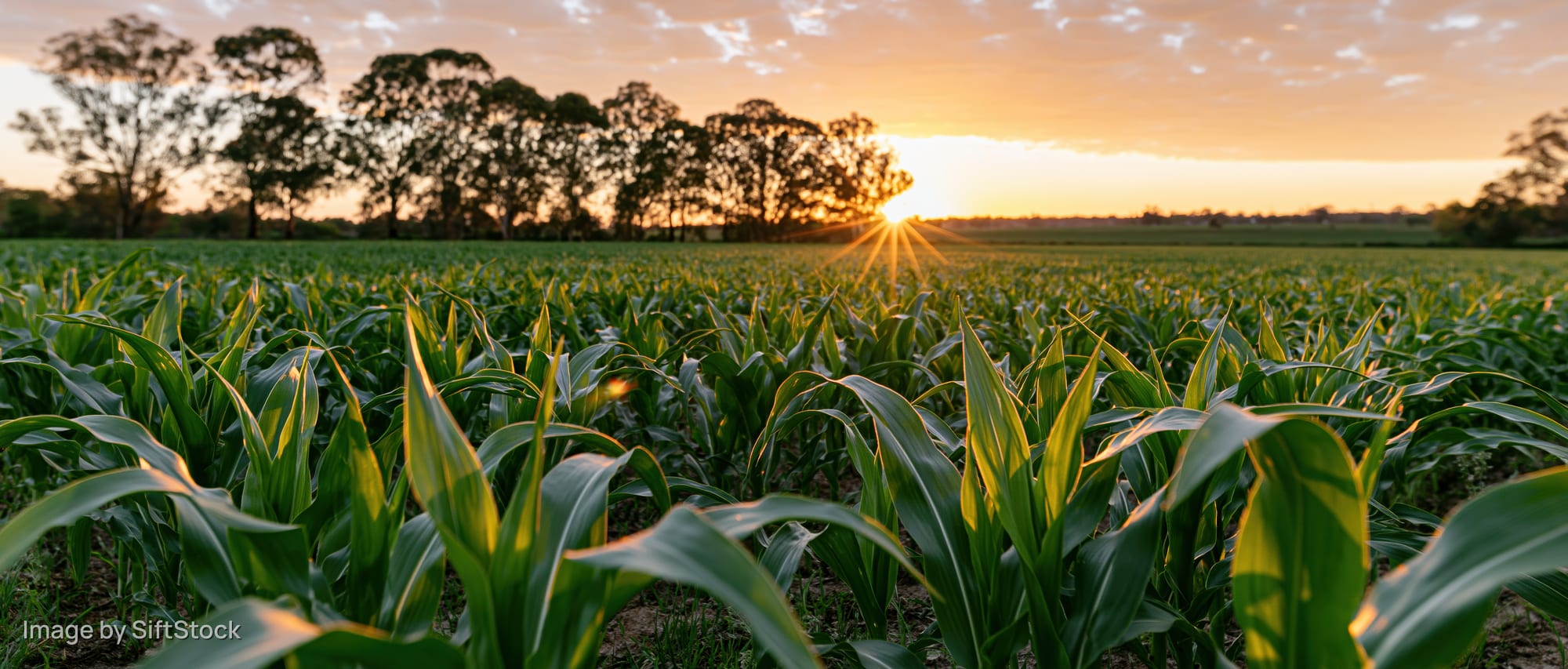Young corn plants growing in a field at sunset with trees on the horizon