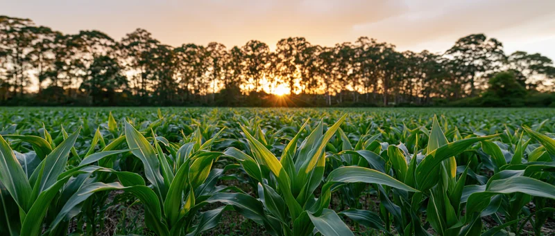 Young corn plants growing in a field at sunset with trees on the horizon
