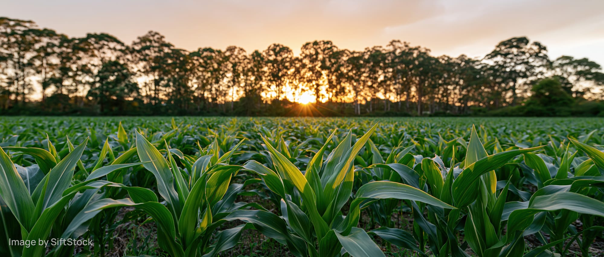 Young corn plants growing in a field at sunset with trees on the horizon
