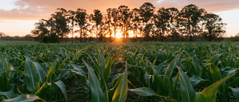 Young corn plants growing in a field at sunset with trees on the horizon