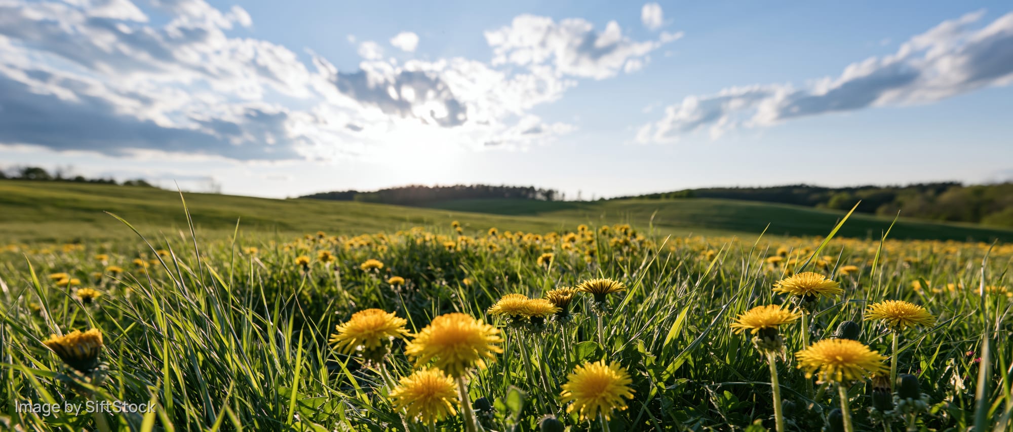 Dandelions blooming in a grassy meadow under a partly cloudy sky