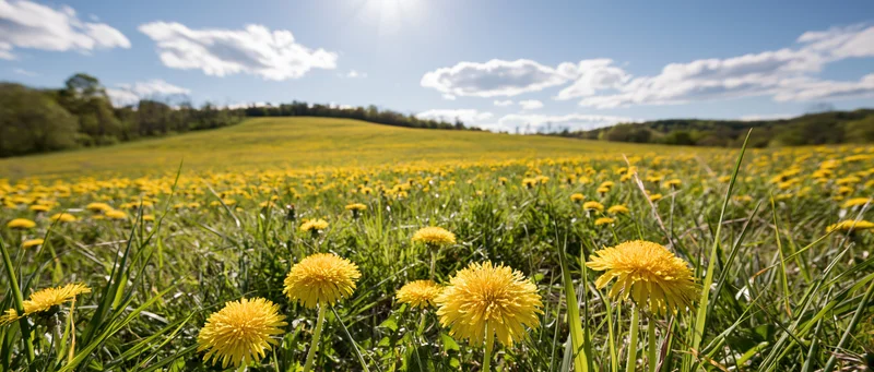 Dandelions blooming in a wide meadow under a bright blue sky with scattered clouds