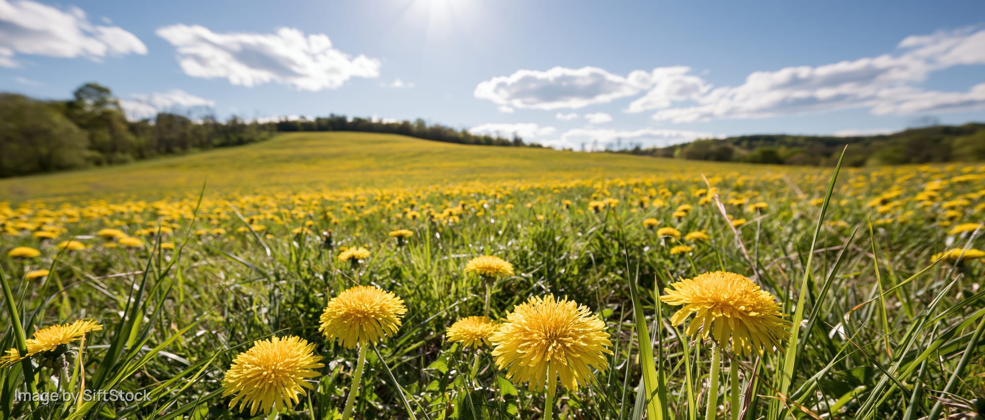 Dandelions blooming in a wide meadow under a bright blue sky with scattered clouds