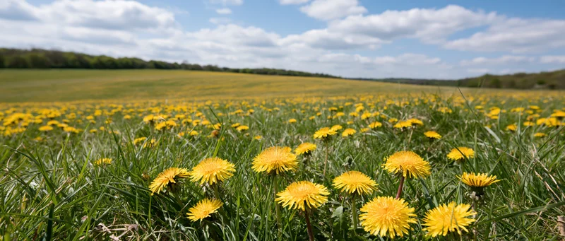 Dandelions blooming in a wide meadow under a blue sky with scattered clouds