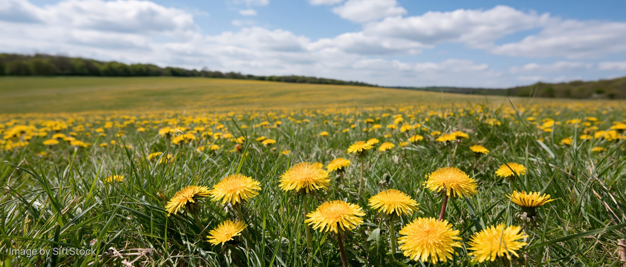 Dandelions blooming in a wide meadow under a blue sky with scattered clouds