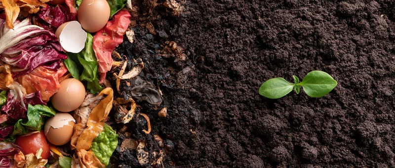 Composting food waste beside rich soil with a small green seedling emerging