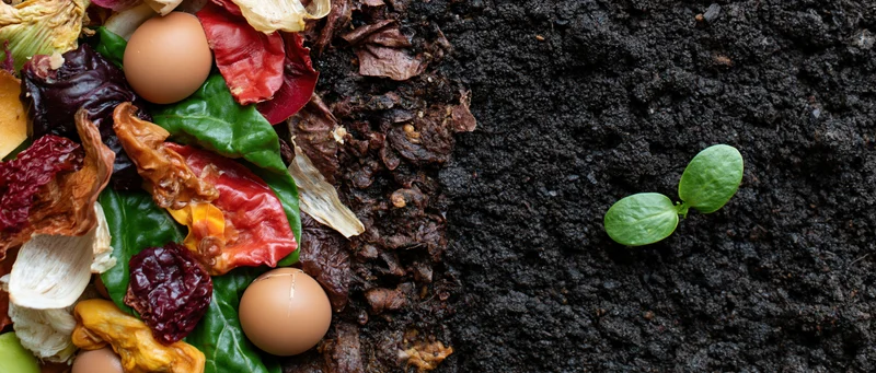Composting materials decomposing into rich soil with a small green seedling emerging on the right