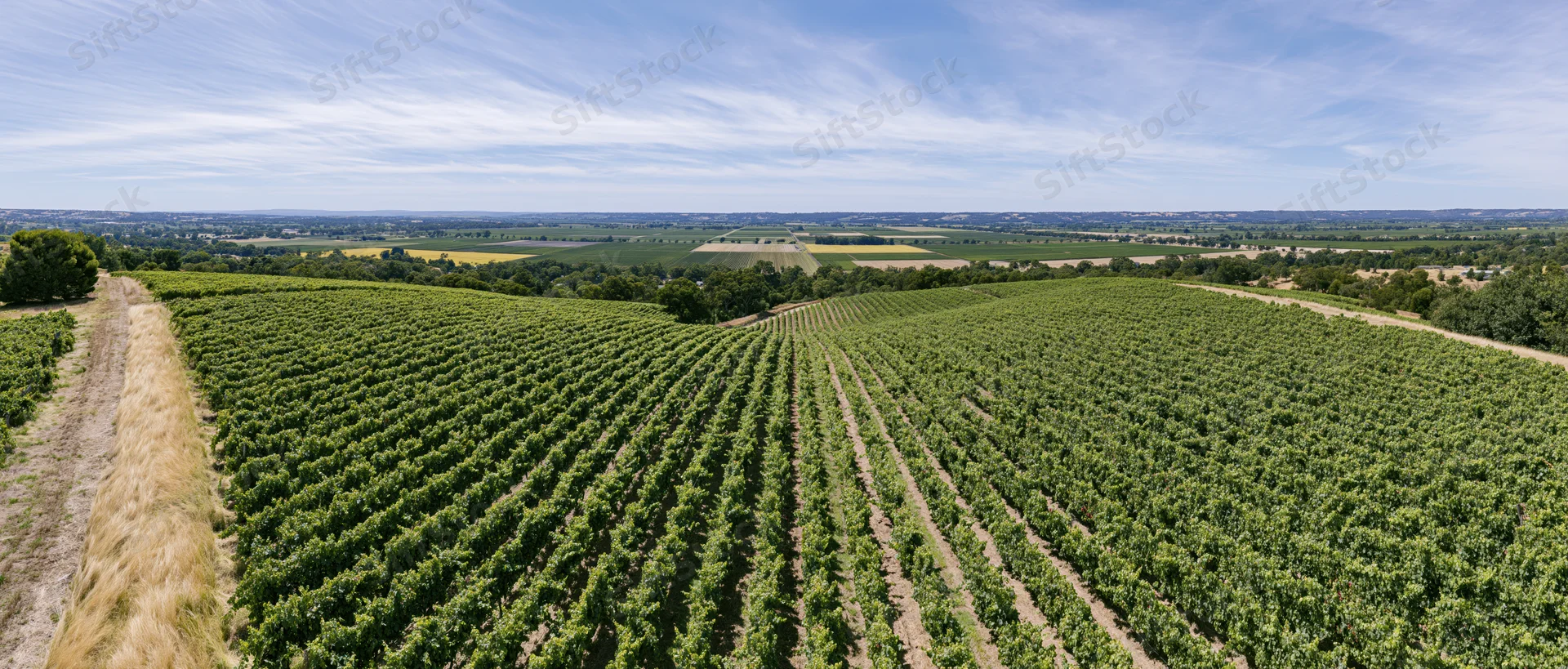 Aerial panoramic view of rolling vineyard rows stretching across green countryside under blue sky