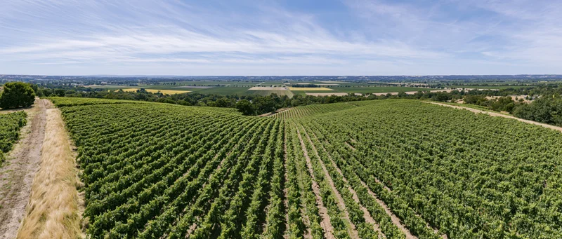 Aerial panoramic view of rolling vineyard rows stretching across green countryside under blue sky