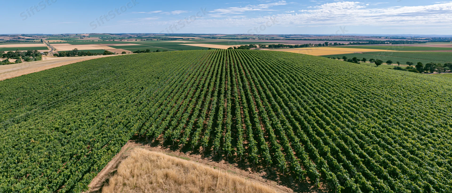Aerial view of rows of grapevines in a rolling vineyard landscape