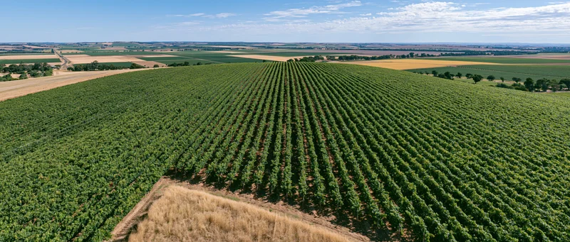 Aerial view of rows of grapevines in a rolling vineyard landscape