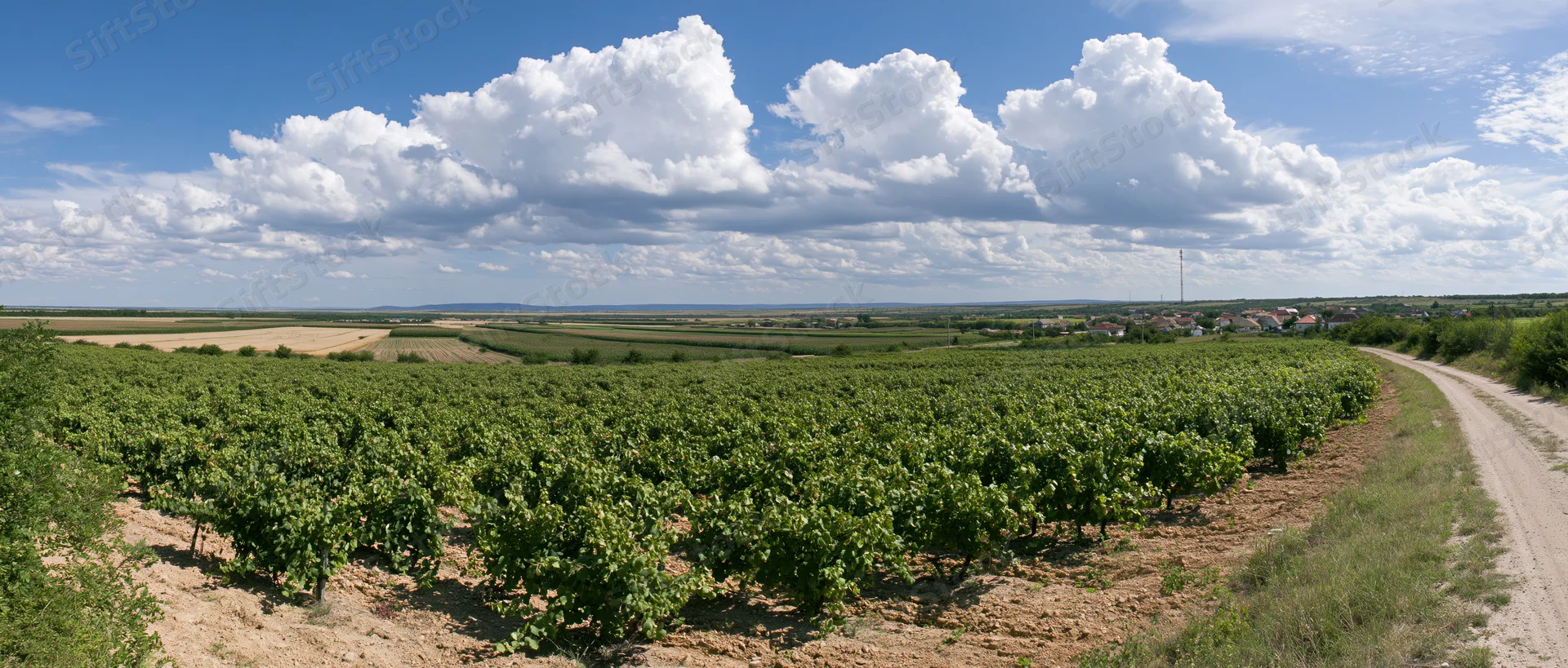 Rows of green grapevines stretching across a rural field under a blue sky with white clouds