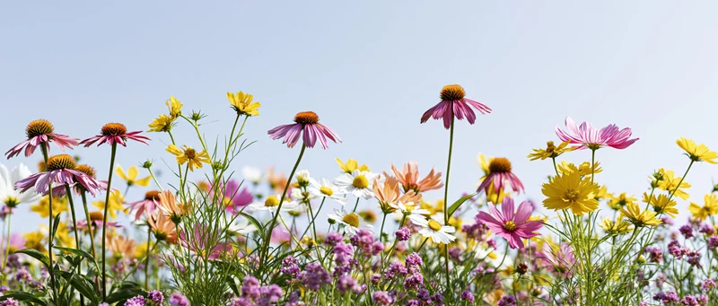 Wildflowers blooming in a meadow under a clear blue sky