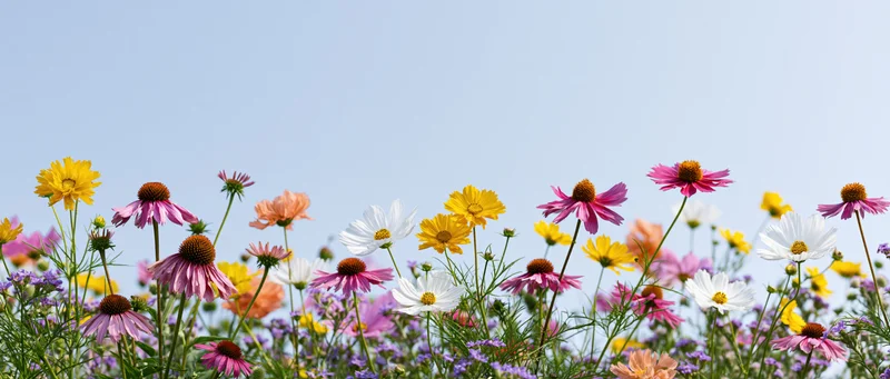 Colorful wildflowers blooming in a meadow under a clear blue sky