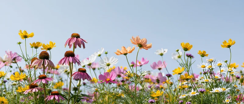Wildflowers blooming in a meadow under a clear blue sky