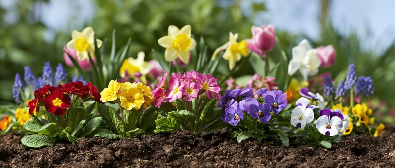 Colorful spring flowers blooming in a garden border with soil and green foliage