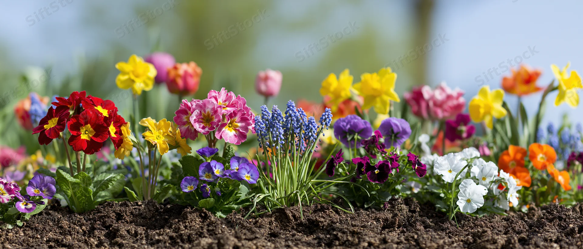 Mixed spring flowers blooming in a garden border with rich soil and green foliage