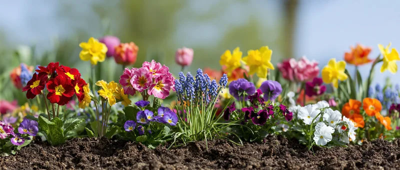 Mixed spring flowers blooming in a garden border with rich soil and green foliage