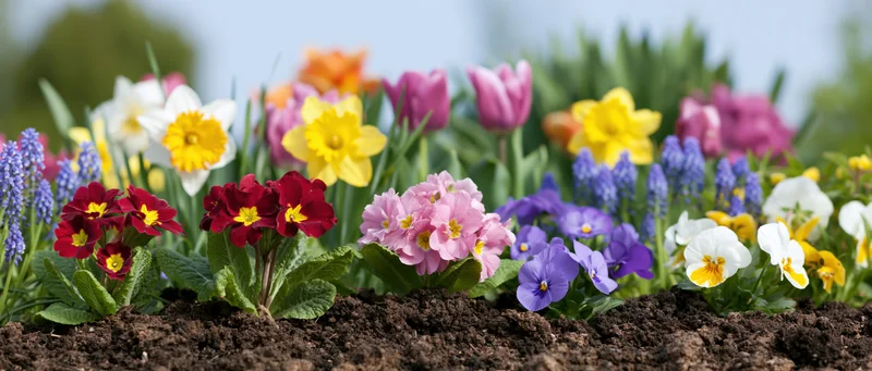 Mixed spring flowers blooming in a garden border with rich soil and green foliage