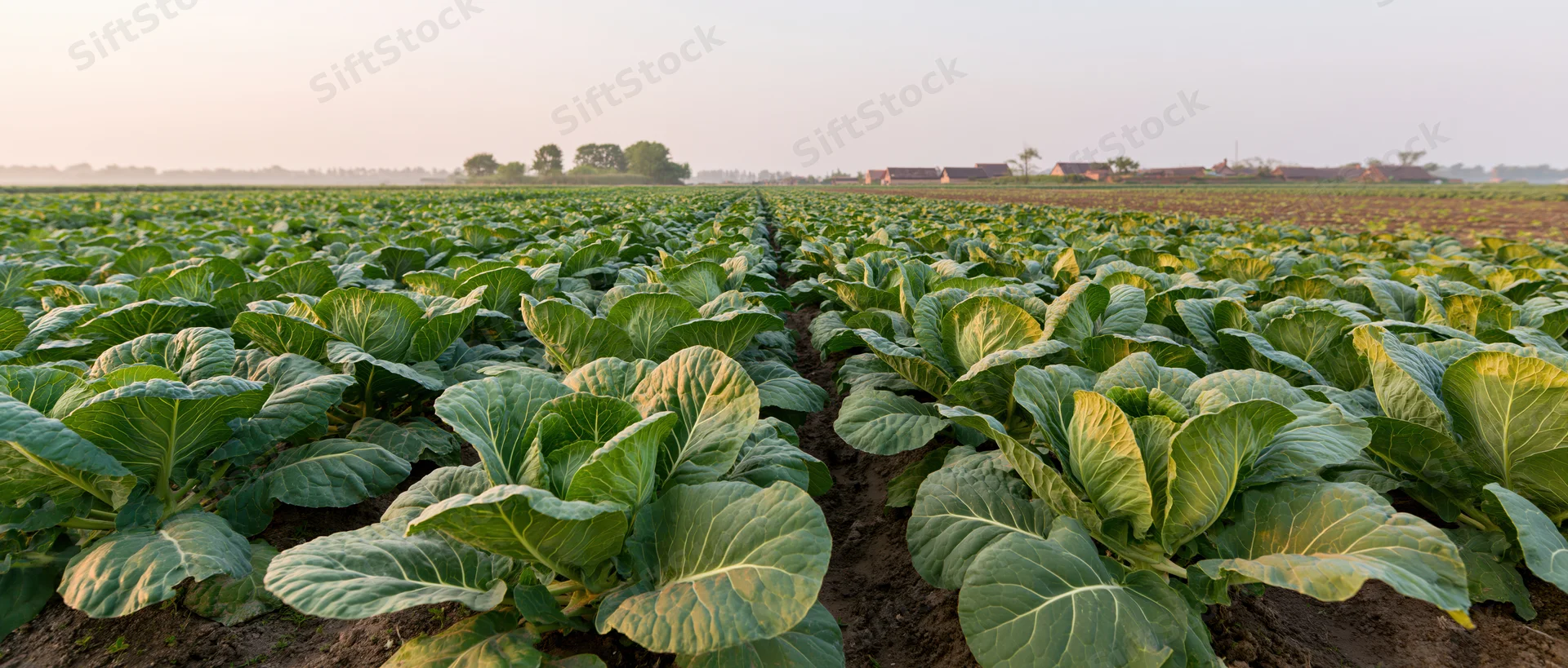 Rows of cabbage growing in a rural farm field at sunrise