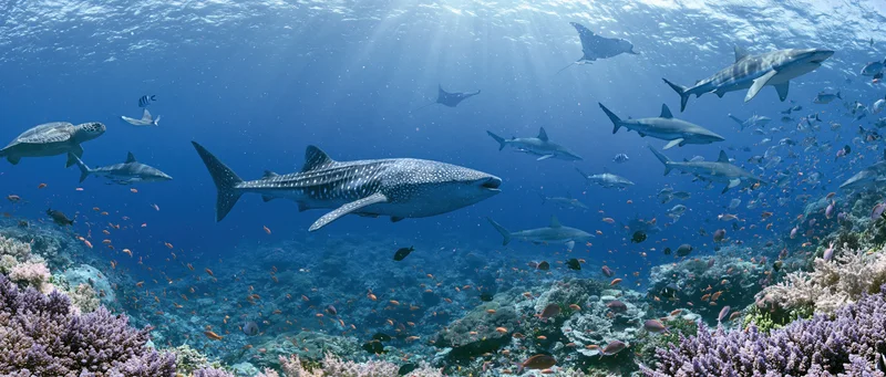 Whale shark swimming over vibrant coral reef with schools of fish and rays in clear blue ocean water