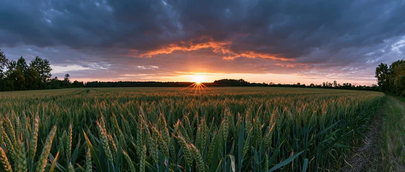 Wide panoramic view of a green wheat field at sunset with dramatic clouds and sunbeams over the horizon