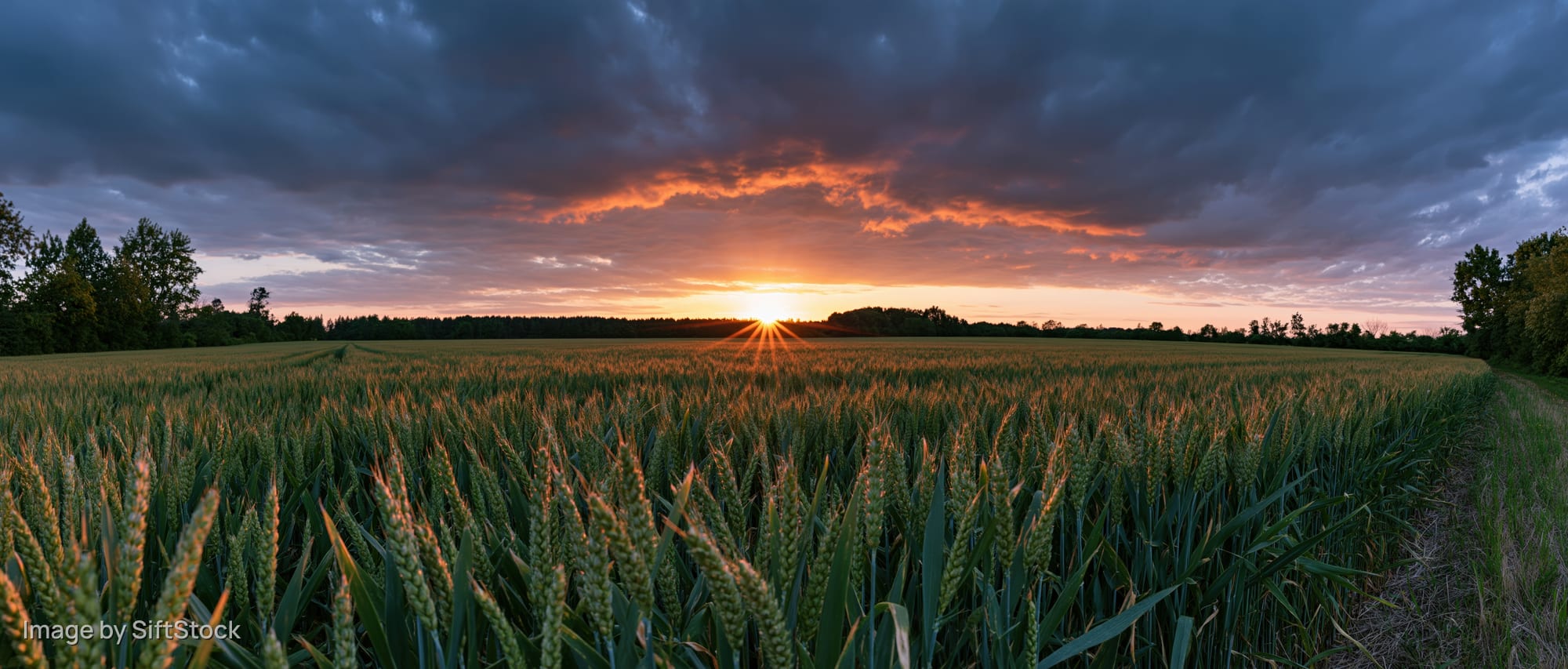 Wide panoramic view of a green wheat field at sunset with dramatic clouds and sunbeams over the horizon
