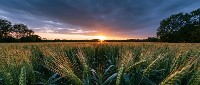 Wheat field at sunset with sun low on horizon and green stalks in foreground
