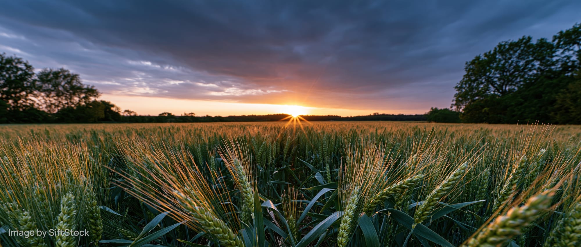 Wheat field at sunset with sun low on horizon and green stalks in foreground
