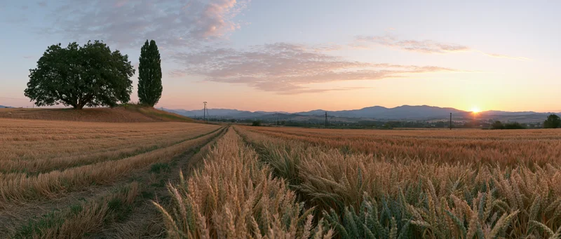 Ripening wheat field at sunset with a dirt path leading toward distant mountains and trees on a hill