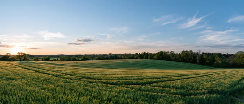 Wide panoramic view of a rolling green wheat field at golden sunset
