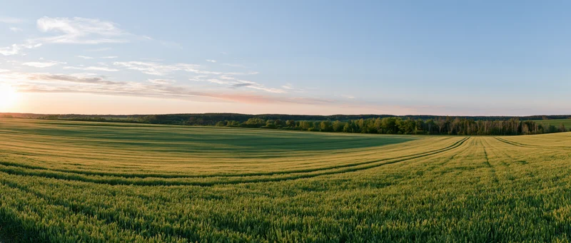 Wide panoramic view of a rolling green wheat field at golden sunset with distant treeline under soft sky