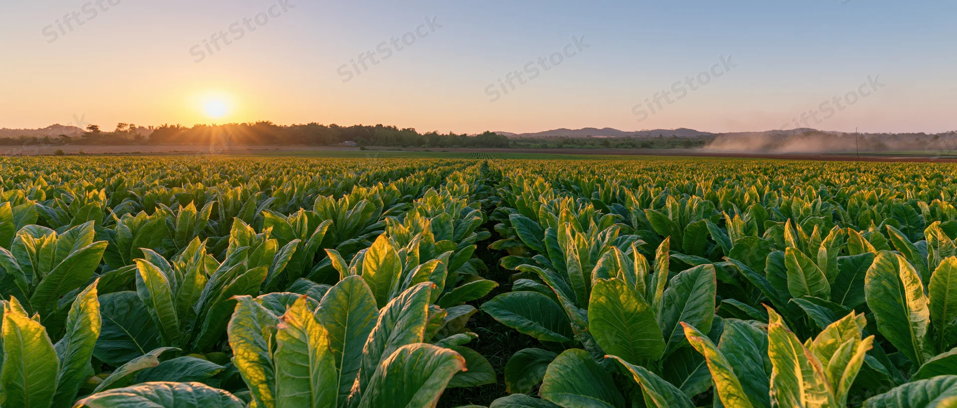 Rows of tobacco plants growing in a vast field at sunrise
