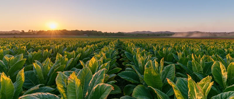 Rows of tobacco plants growing in a vast field at sunrise