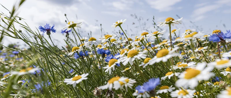 Wild chamomile daisies and blue cornflowers blooming densely in a sunlit meadow under a cloudy sky