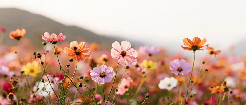 Cosmos flowers in full bloom across an open meadow with soft focus background and distant hills